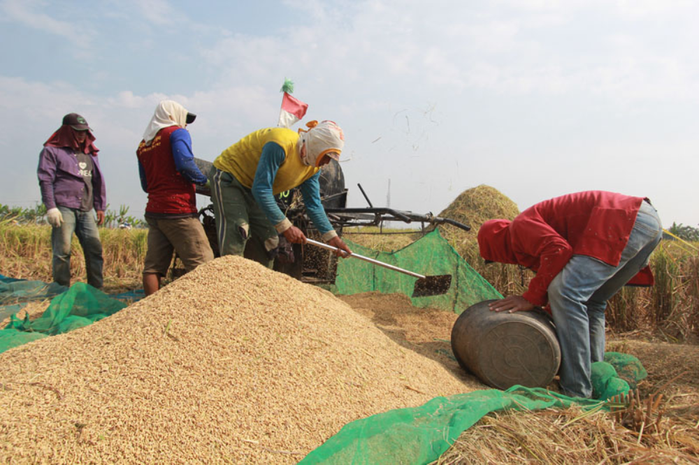 Harga beras di Manggarai Barat naik, namun produksi padi petani di 4 kecamatan seperti Lembor, Komodo, Welak dan Boleng berkurang, produksi beras tahun 2024