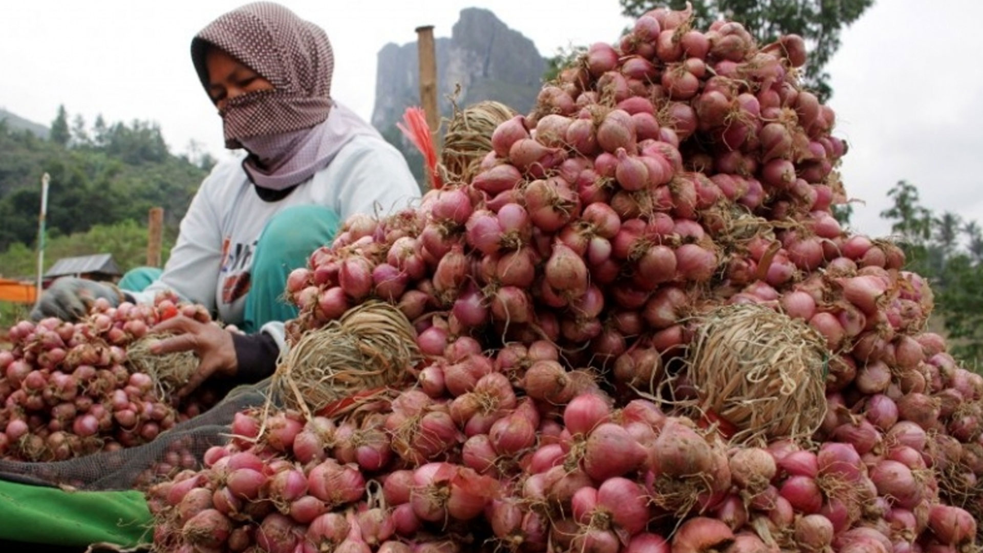 Kementerian Pertanian Minta Daerah Terima Investasi Champion Bawang Merah