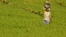 Petani di Manggarai Barat, NTT khawatir stok gabah menipis meski harga beras mengalami kenaikan. Foto petani di persawahan Lembor, Manggarai Barat