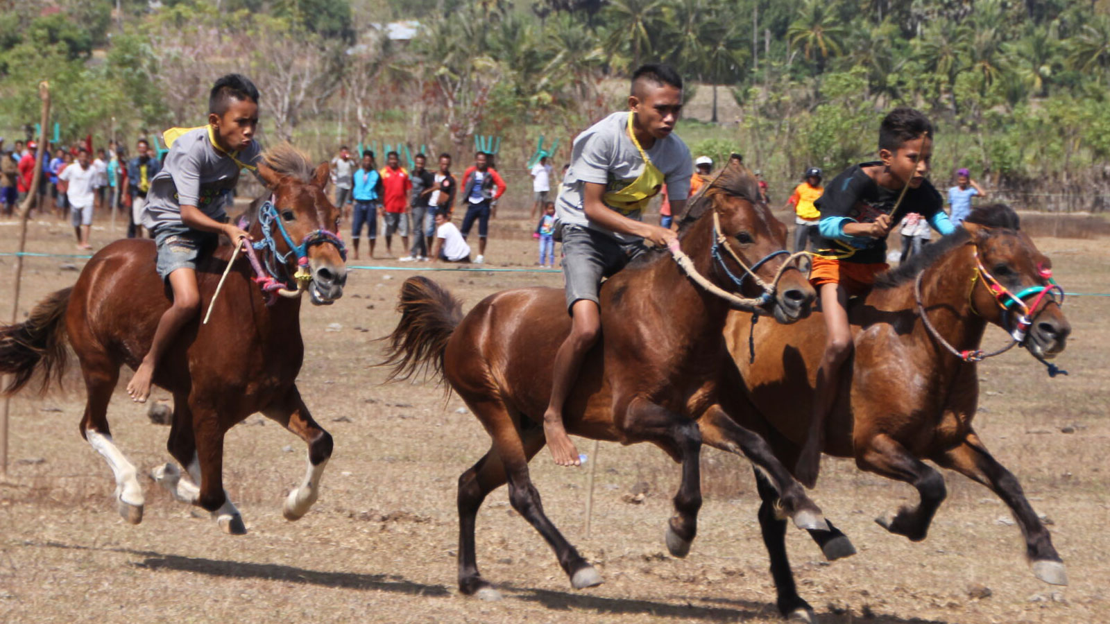 tradisi pacuan kuda di Kabupaten Rote Ndao, NTT