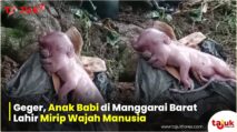 Geger, Anak Babi di Manggarai Barat Lahir Mirip Wajah Manusia