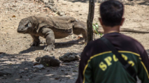 Pria di Labuan Bajo Digigit Komodo saat Cari Madu di Liang Loh, Dievakuasi ke Rumah Sakit