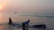 Seekor ikan paus terdampar di Pantai Bangko, Desa Nanga Bere, Kecamatan Lembor Selatan, Manggarai Barat, Nusa Tenggara Timur (NTT)