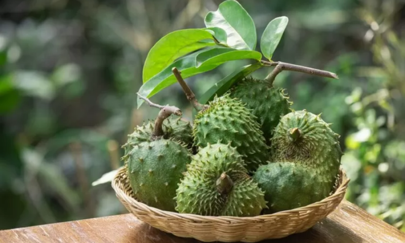 Kandungan acetogenin dalam daun sirsak terbukti 10.000 kali lebih kuat dibandingkan adriamycin, obat kemoterapi yang biasa digunakan. Foto: Istimewa