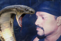 Ali Khan Samsudin, seorang pawang ular terkemuka asal Malaysia