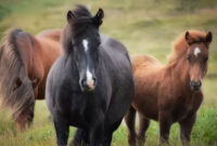 Menurut data Dinas Peternakan Kabupaten Rote Ndao, pada tahun 2023, terdapat 8.916 ekor kuda yang diternakkan oleh masyarakat. Foto ilustrasi