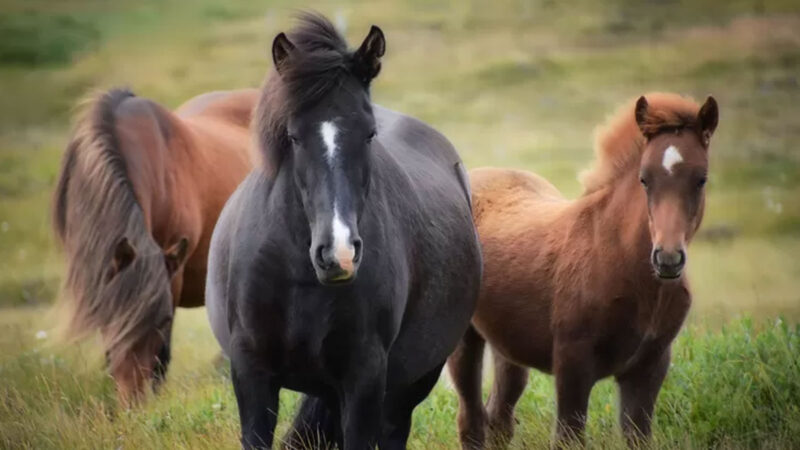 Menurut data Dinas Peternakan Kabupaten Rote Ndao, pada tahun 2023, terdapat 8.916 ekor kuda yang diternakkan oleh masyarakat. Foto ilustrasi