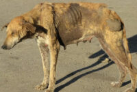 Ilustrasi anjing rabies. Foto: ABC