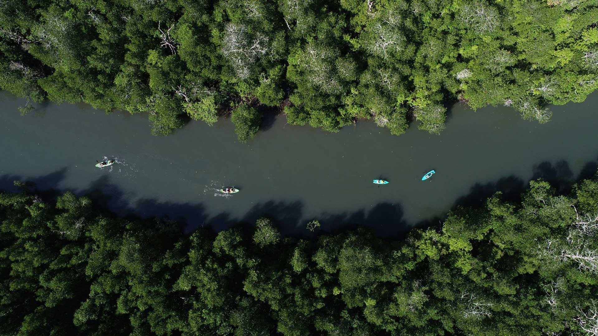 Atraksi Wisata Baru di Labuan Bajo: Kayaking Menyusuri Hutan Mangrove di Dusun Rangko